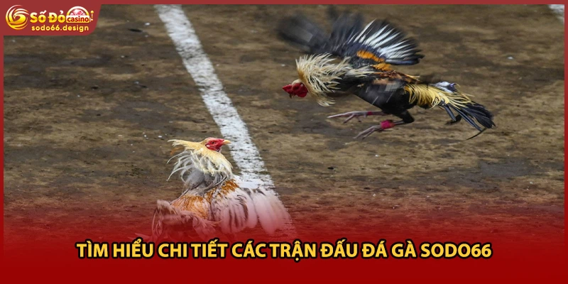 Tìm hiểu chi tiết các trận đấu đá gà Sodo66